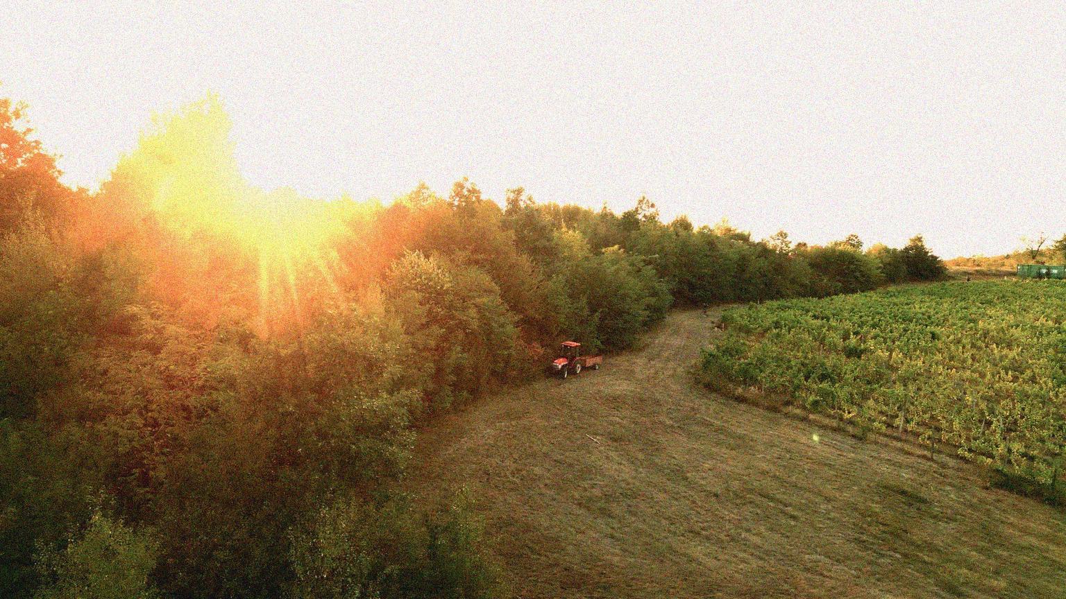 Bulgarian Wine