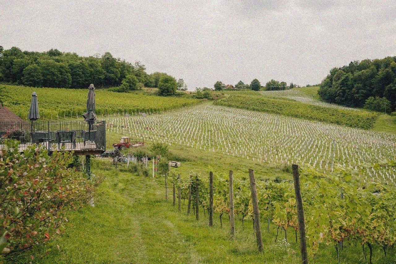 Slovenian Wine