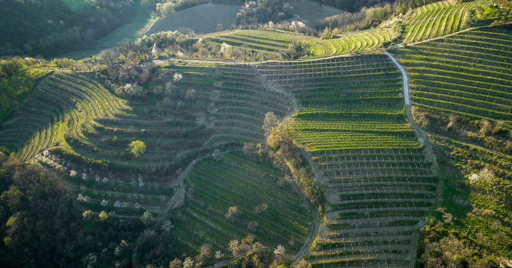 Slovenian Rebula by Ferdinand Winery