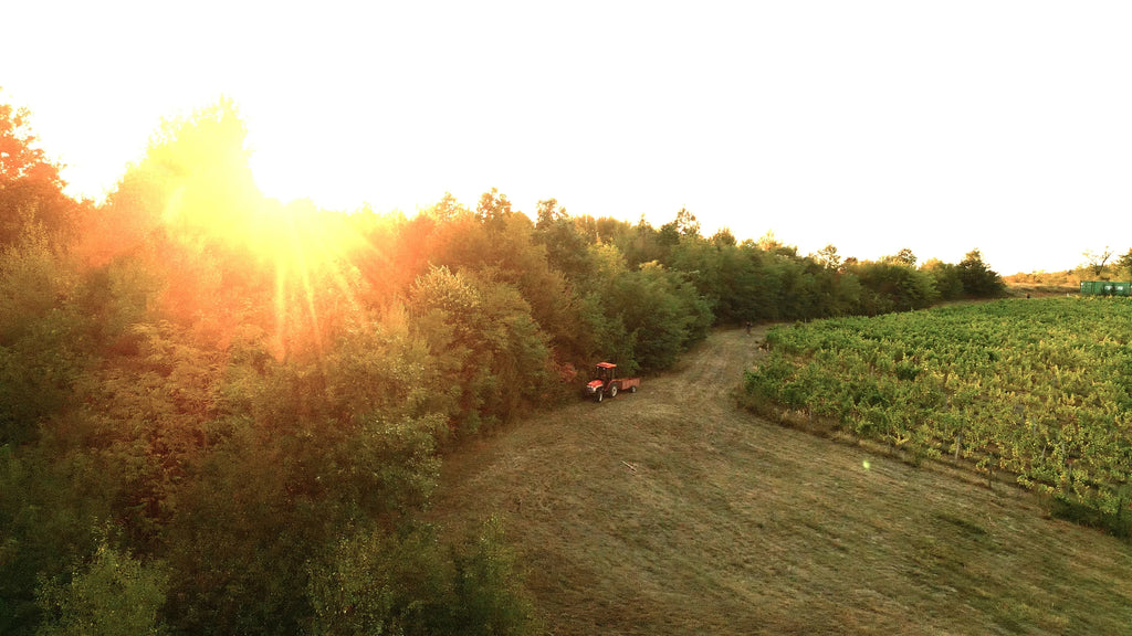 'Oak Barrel' Bulgarian Red Blend by Tipchenitza Winery