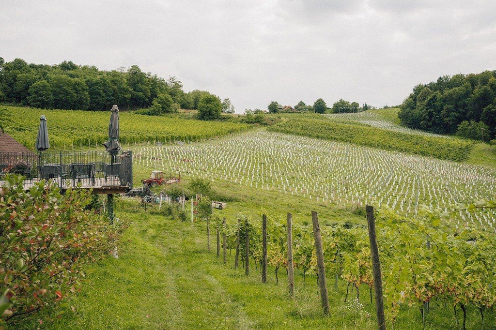 Slovenian Orange Wine by Hiša Joannes Protner