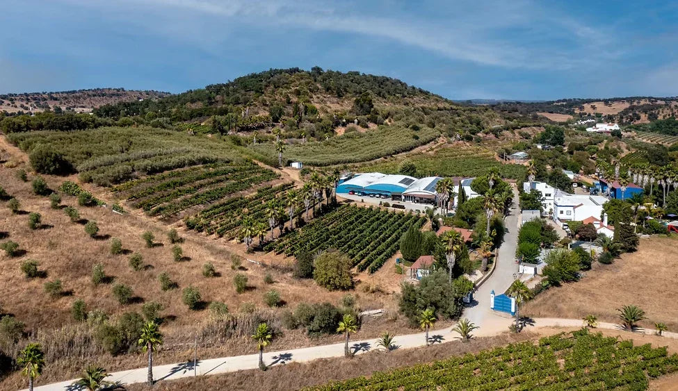 Portuguese White Blend by Dorina Lindemann